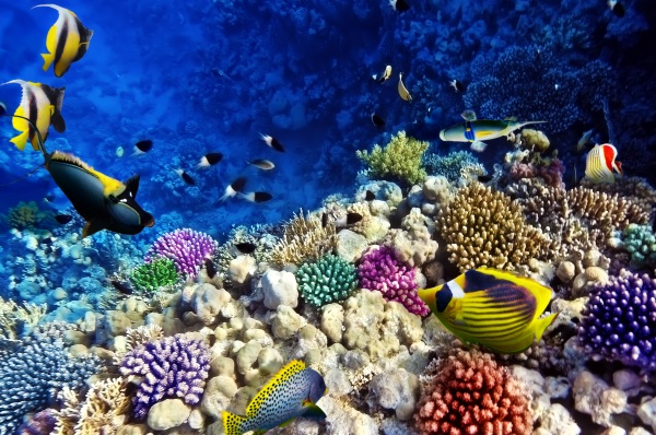 Corali si pesti, Marea Rosie, Egipt, Africa