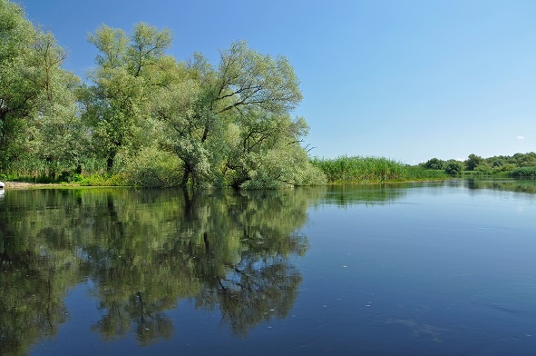 Flooded forest in the Danube delta shutterstock_145570648